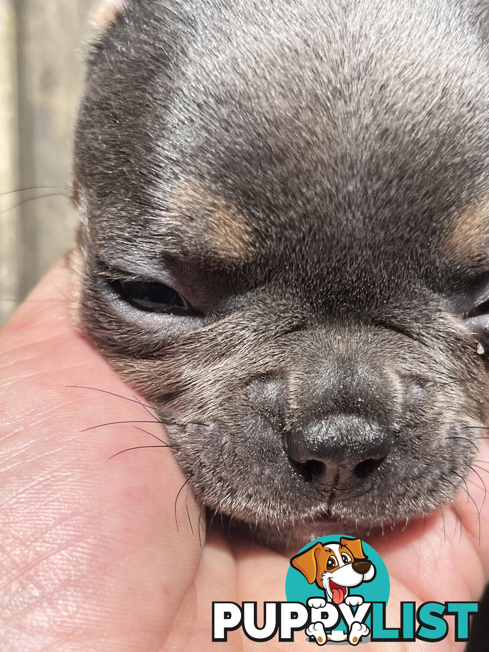 French bulldog pups