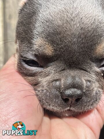 French bulldog pups