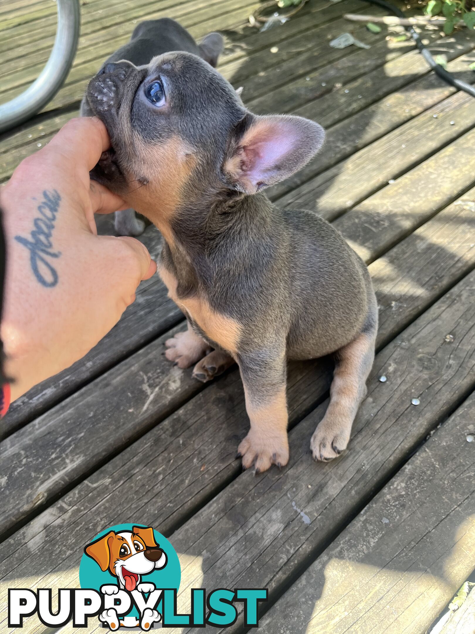 French bulldog pups