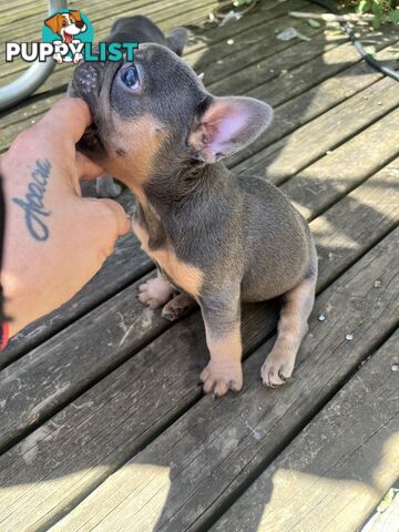 French bulldog pups