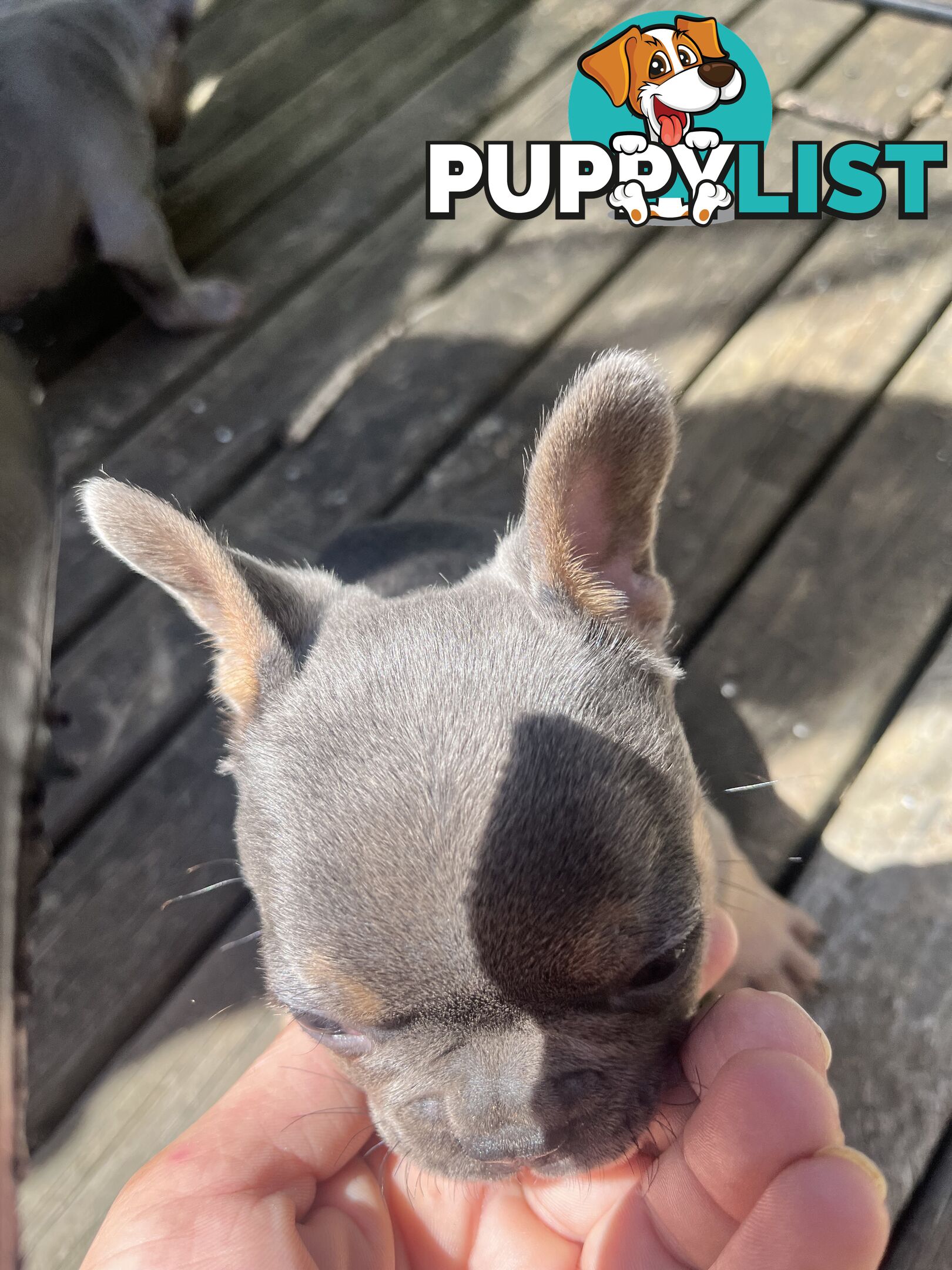 French bulldog pups