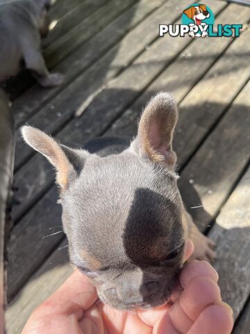 French bulldog pups