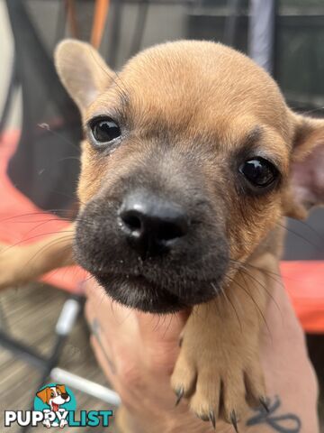 Frenchie cross jack Russell