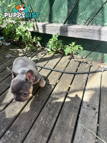 French bulldog pups