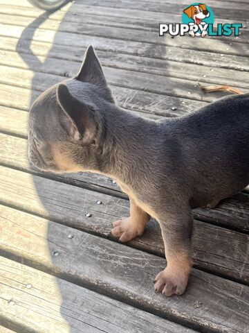 French bulldog pups