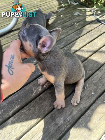 French bulldog pups