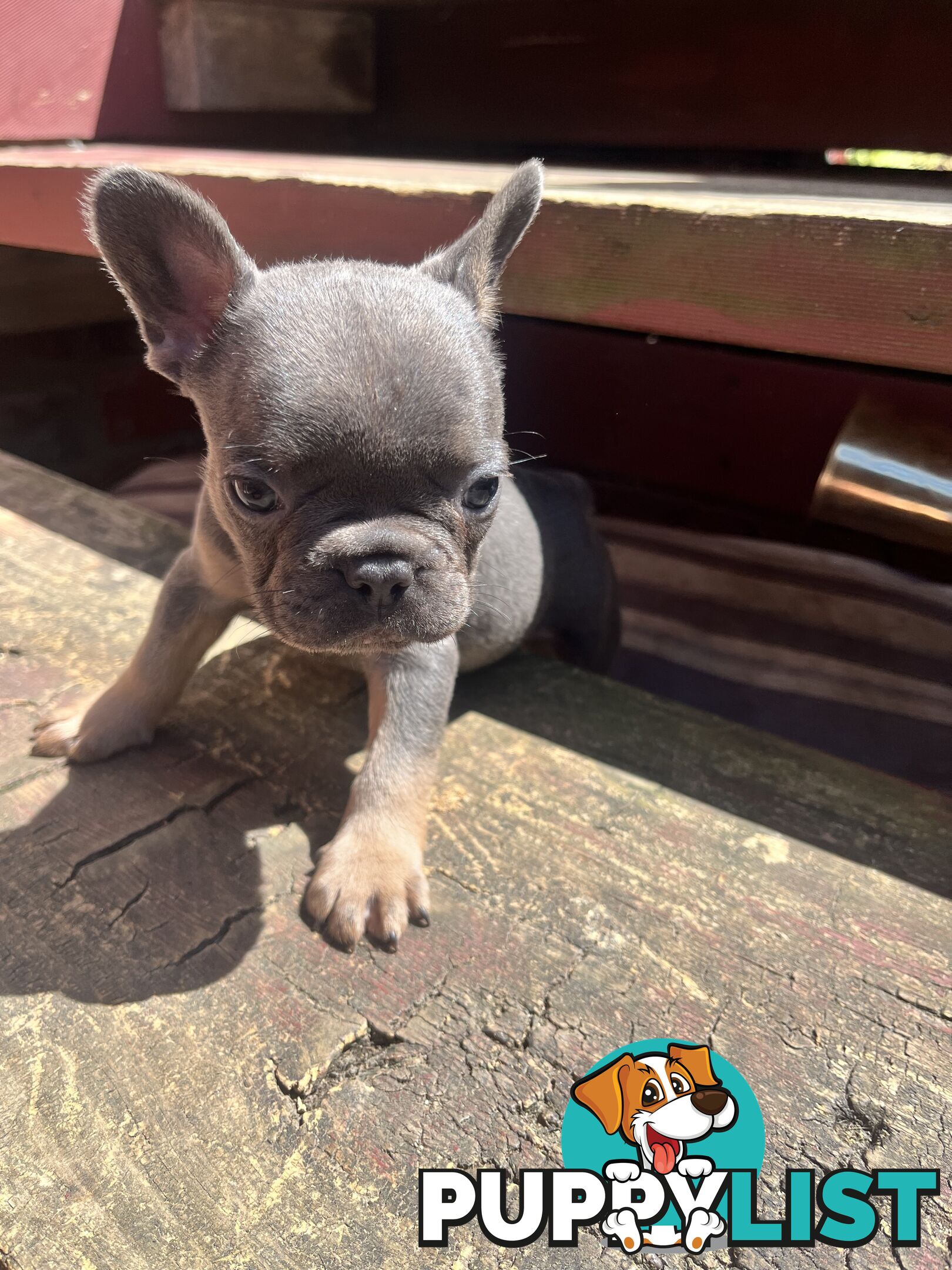 French bulldog pups