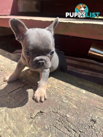 French bulldog pups