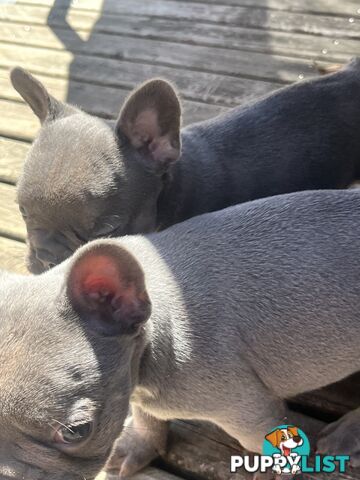 French bulldog pups