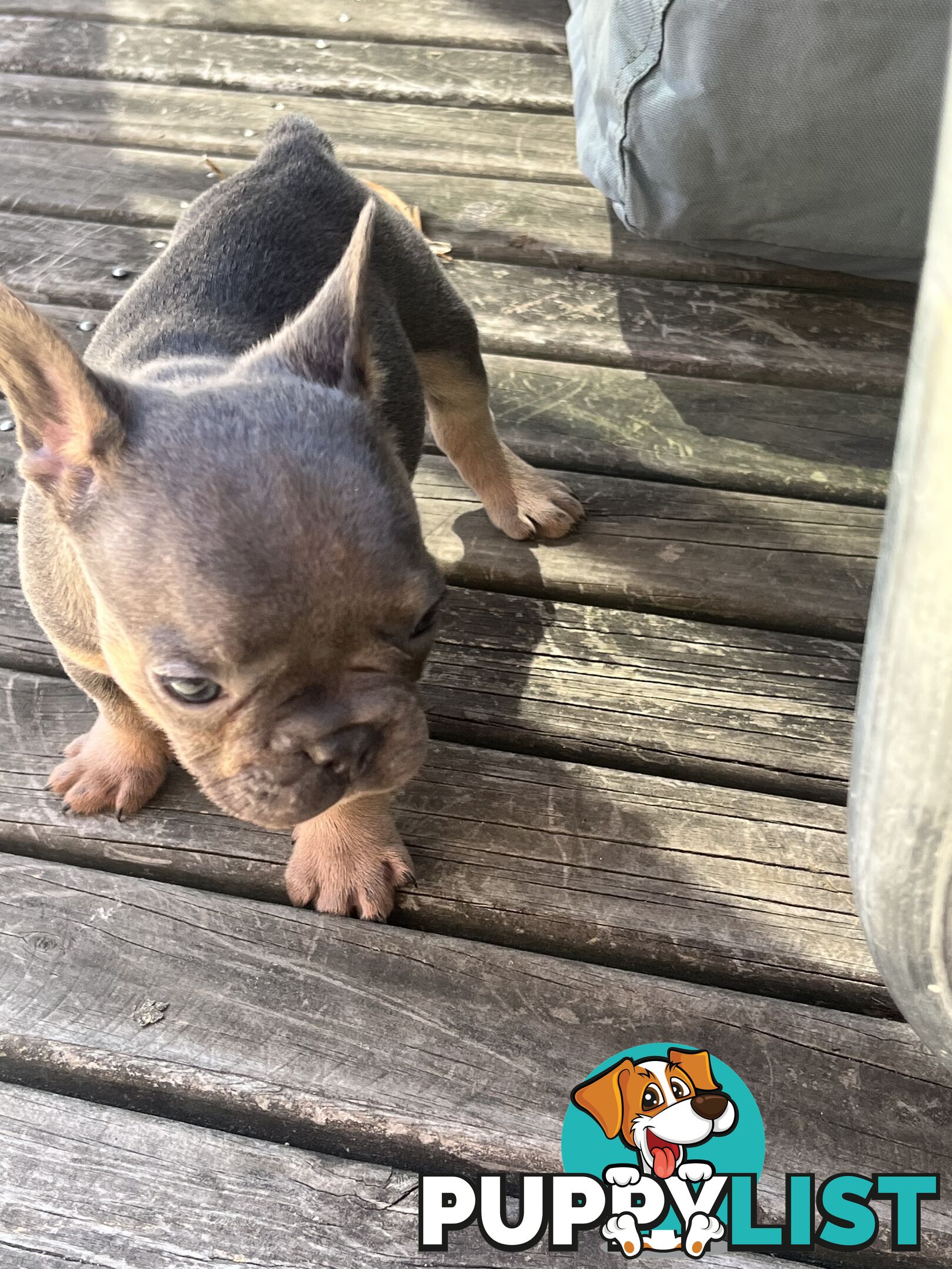 French bulldog pups