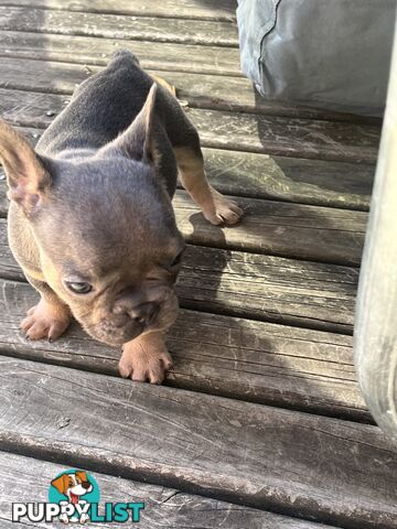 French bulldog pups