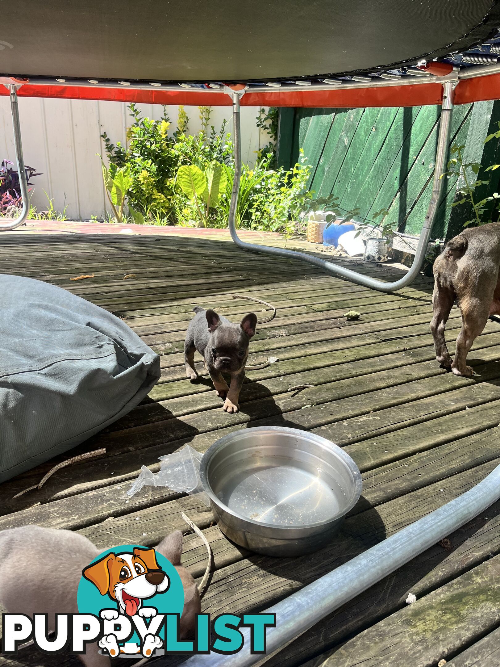 French bulldog pups