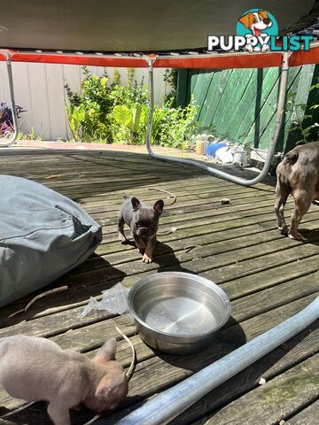 French bulldog pups