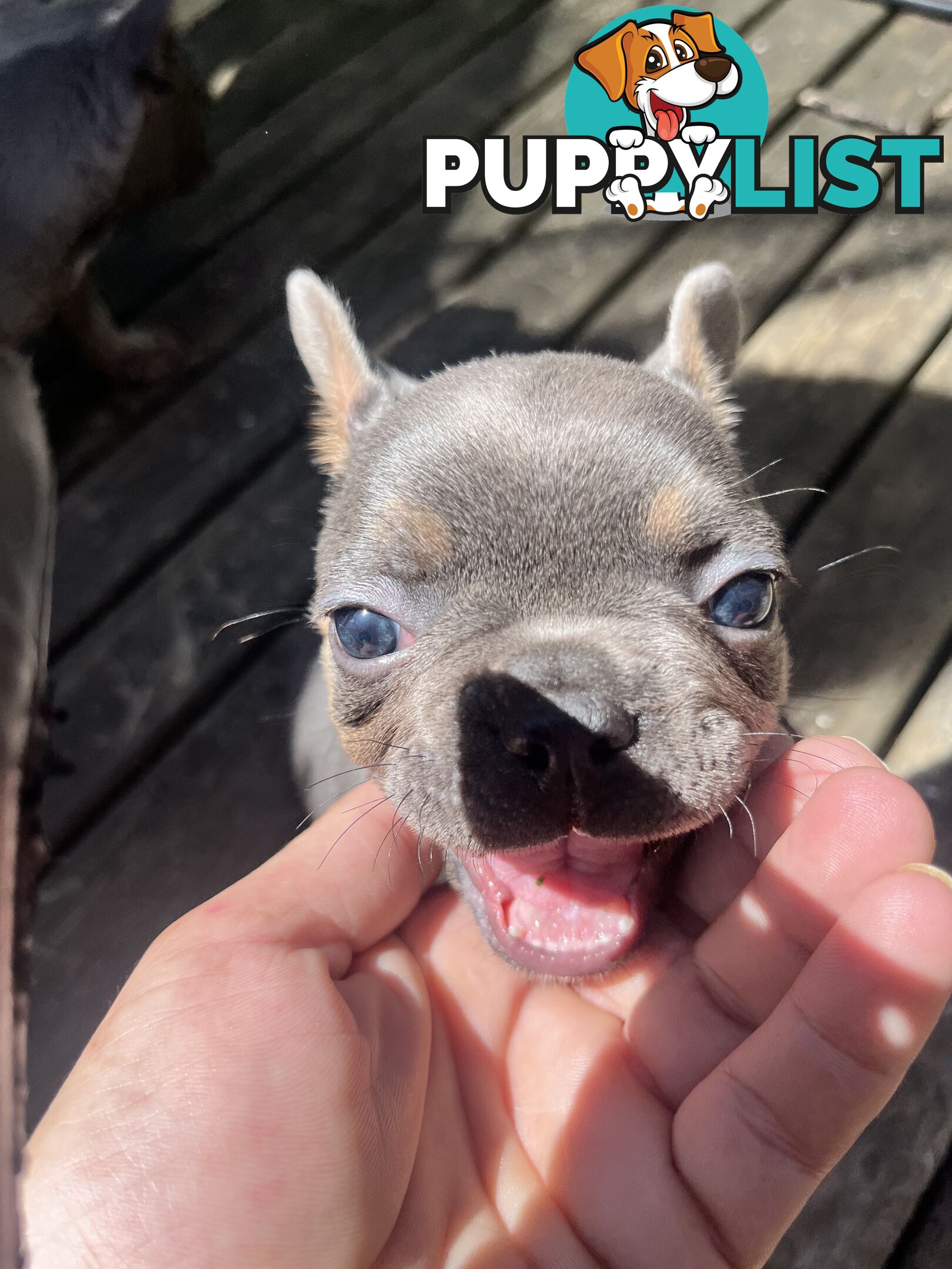 French bulldog pups