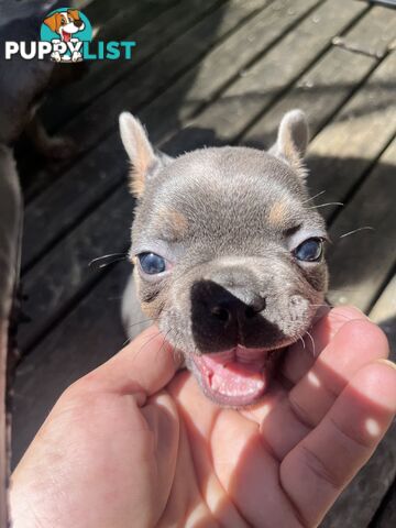 French bulldog pups