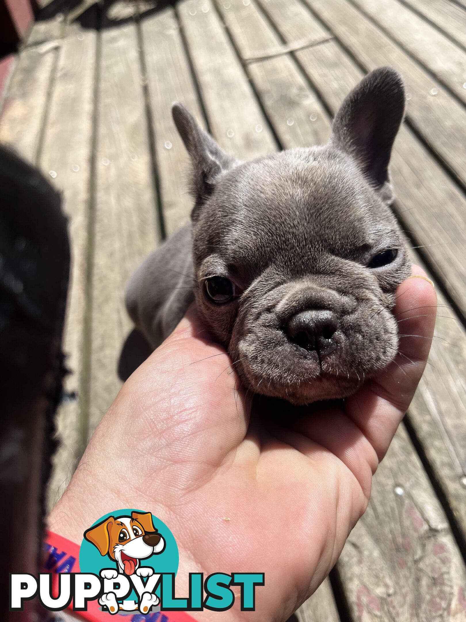 French bulldog pups