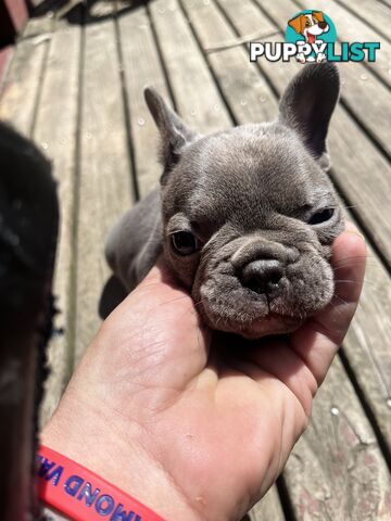 French bulldog pups