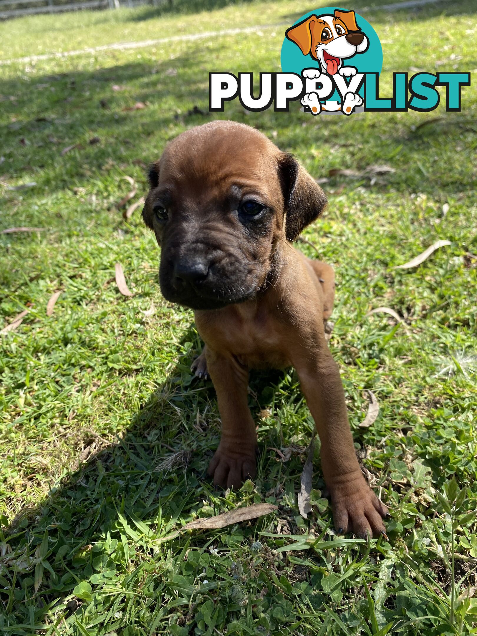 Rhodesian Ridgeback puppies