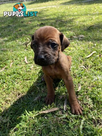 Rhodesian Ridgeback puppies