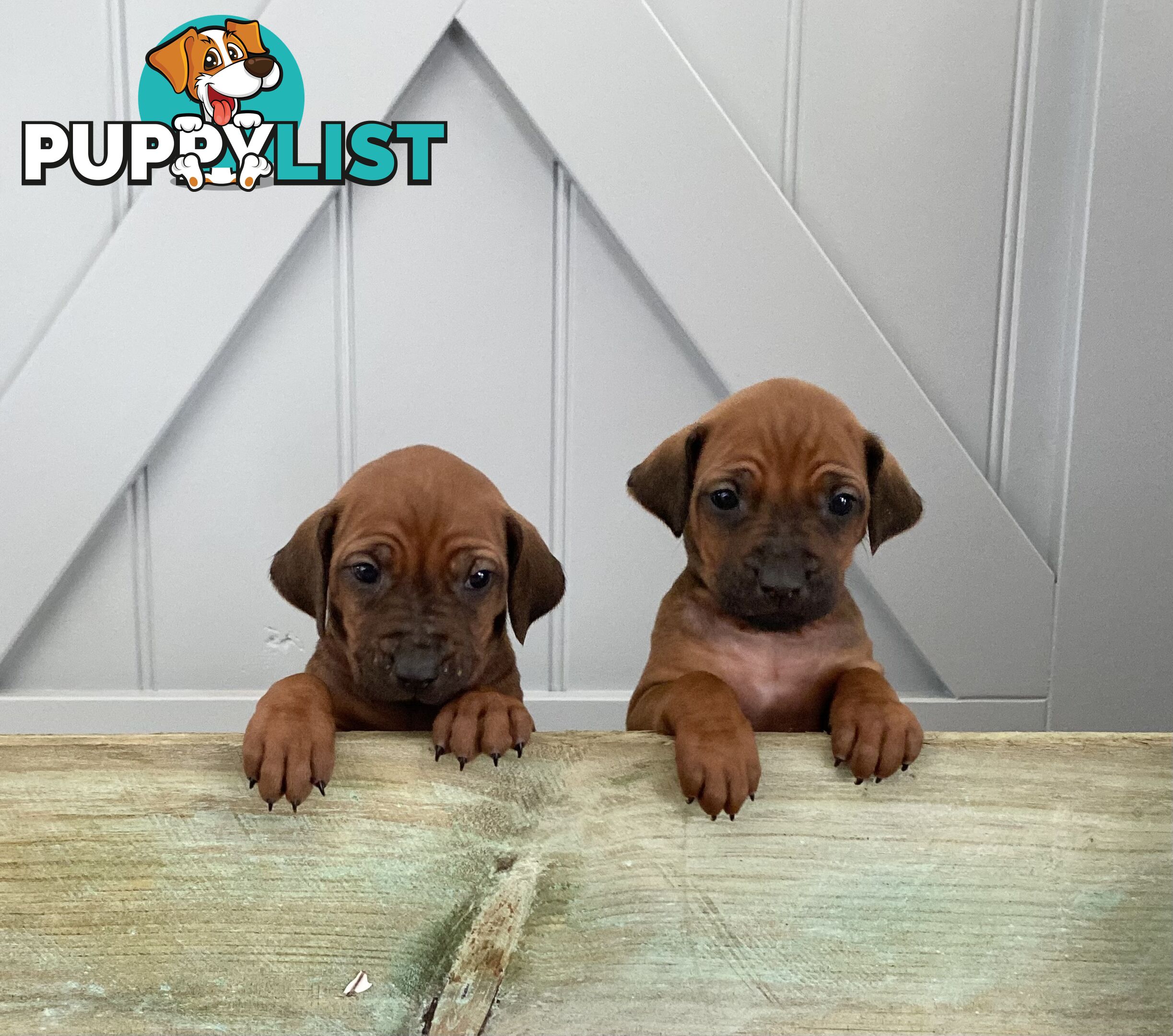 Rhodesian Ridgeback puppies