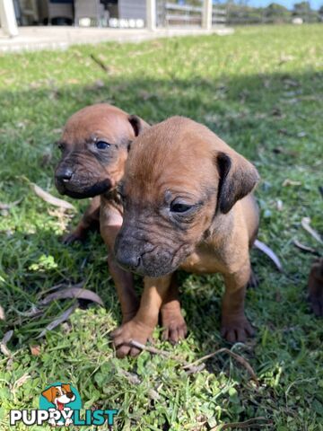 Rhodesian Ridgeback puppies