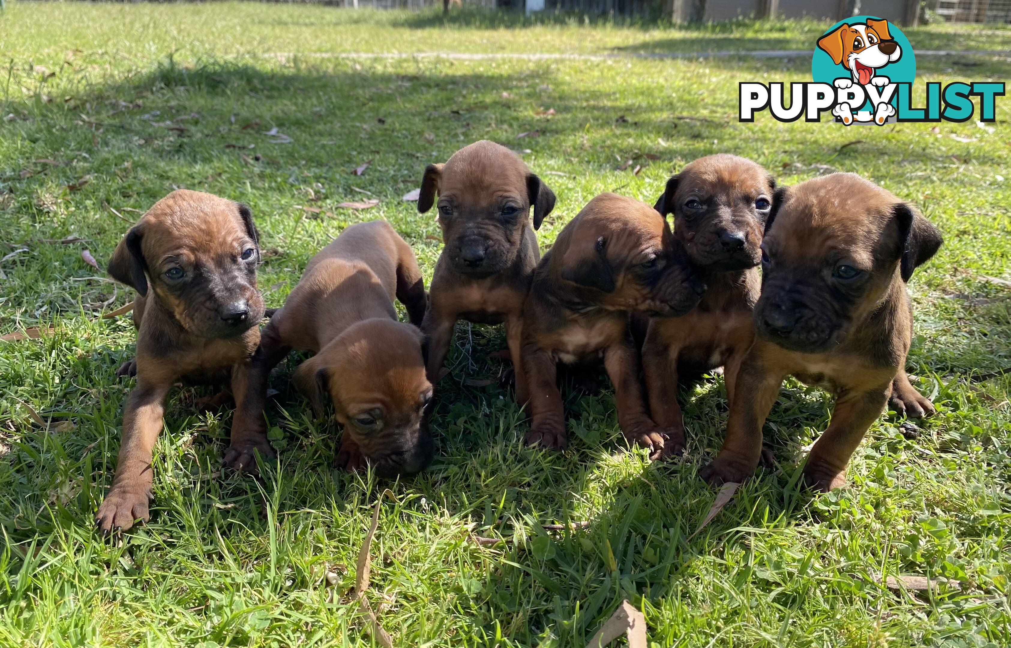 Rhodesian Ridgeback puppies