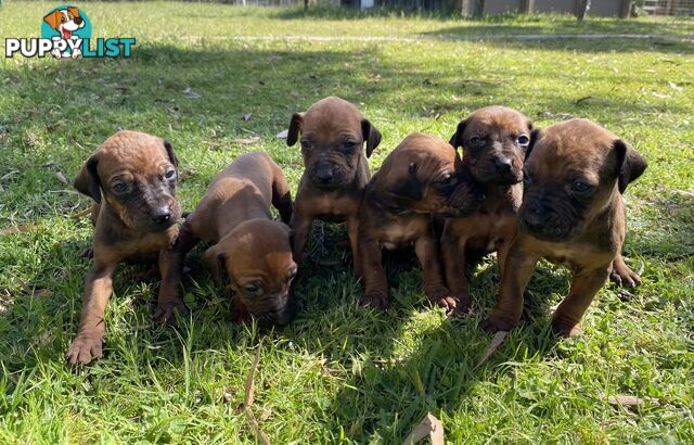 Rhodesian Ridgeback puppies