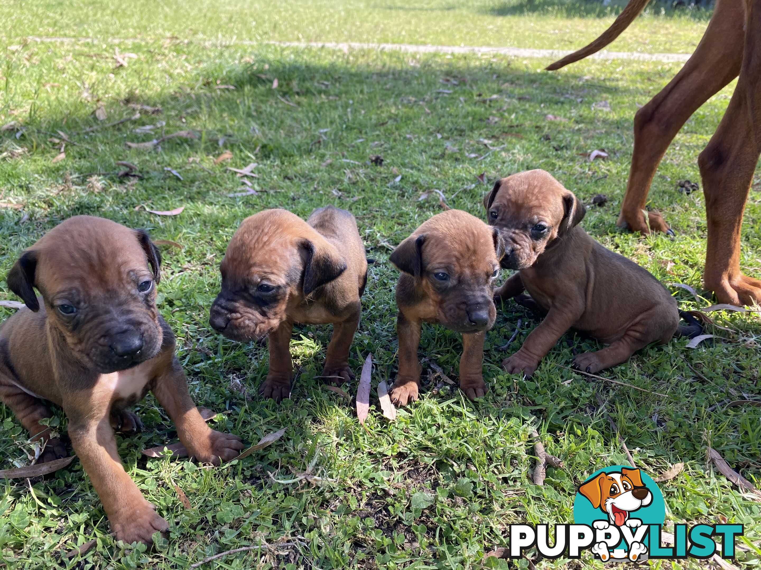 Rhodesian Ridgeback puppies