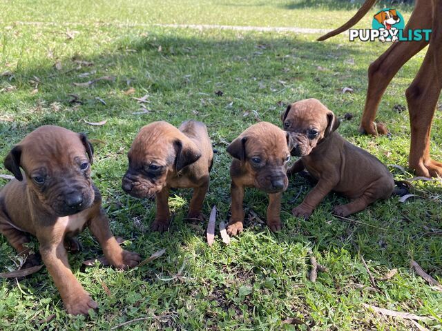 Rhodesian Ridgeback puppies