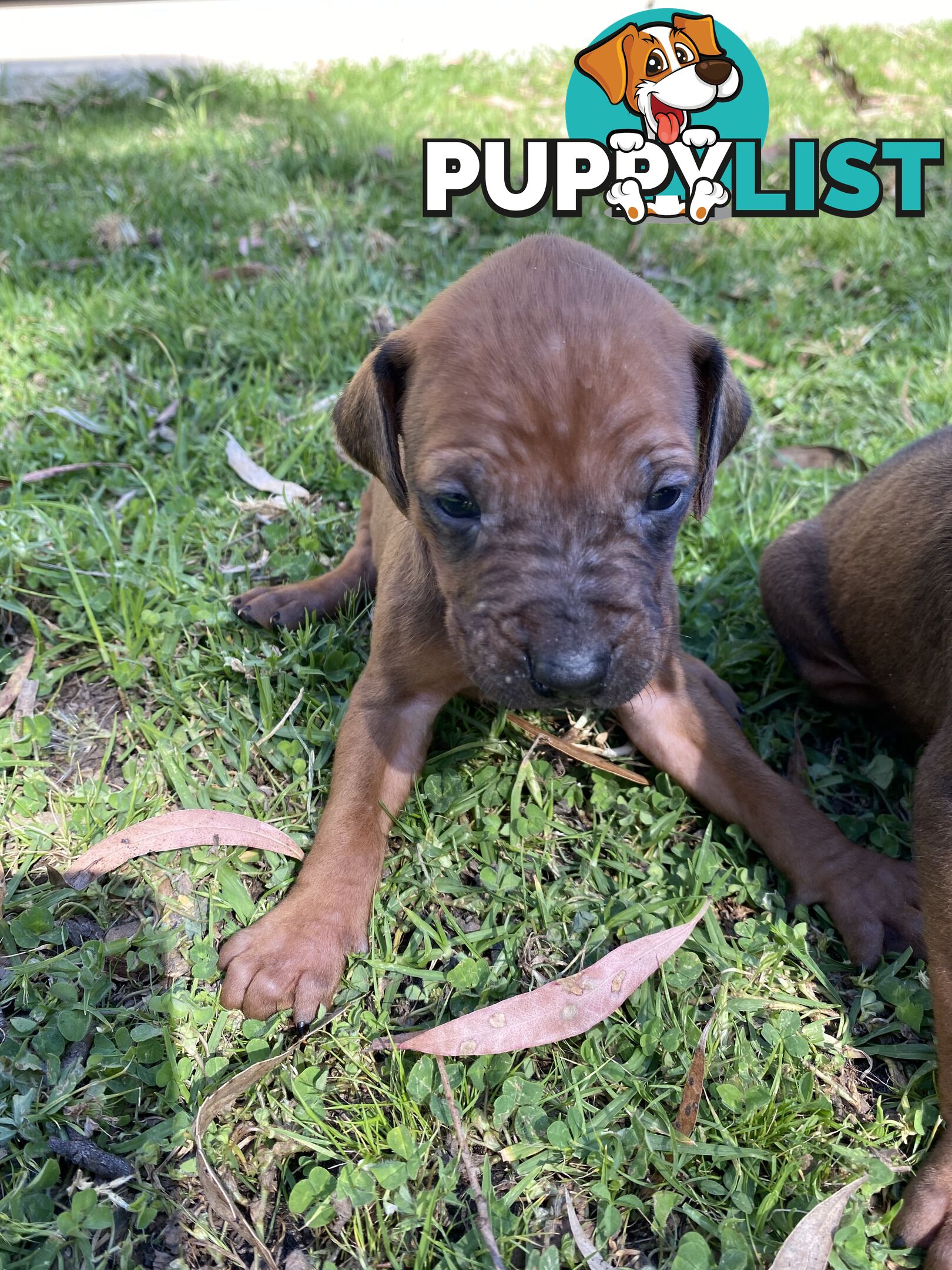 Rhodesian Ridgeback puppies