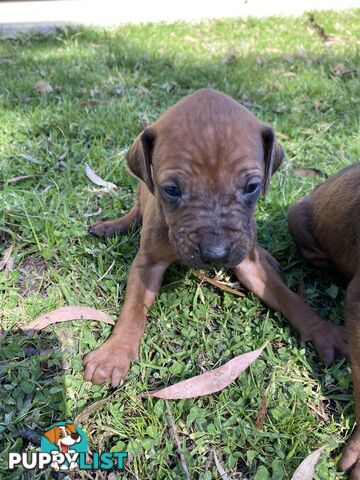 Rhodesian Ridgeback puppies