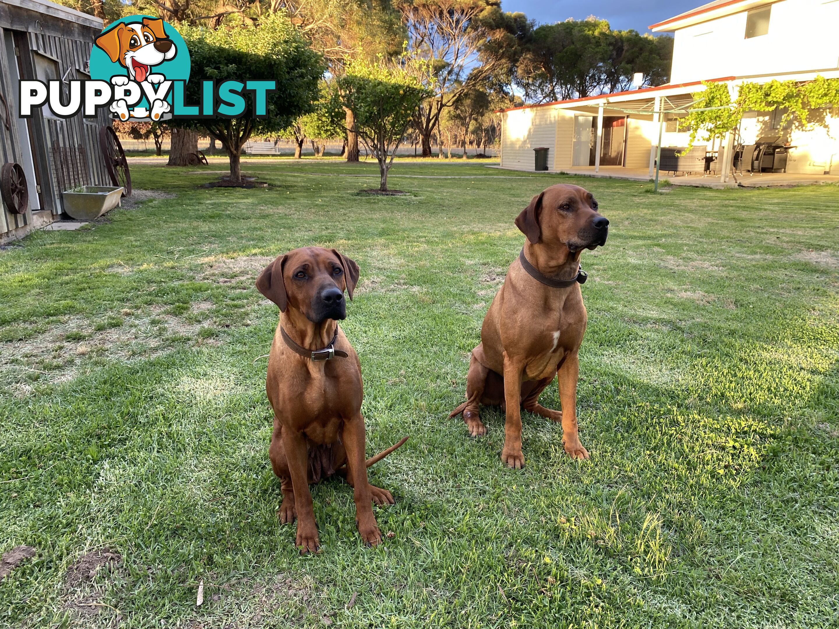 Rhodesian Ridgeback puppies