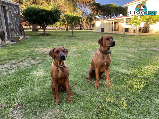 Rhodesian Ridgeback puppies