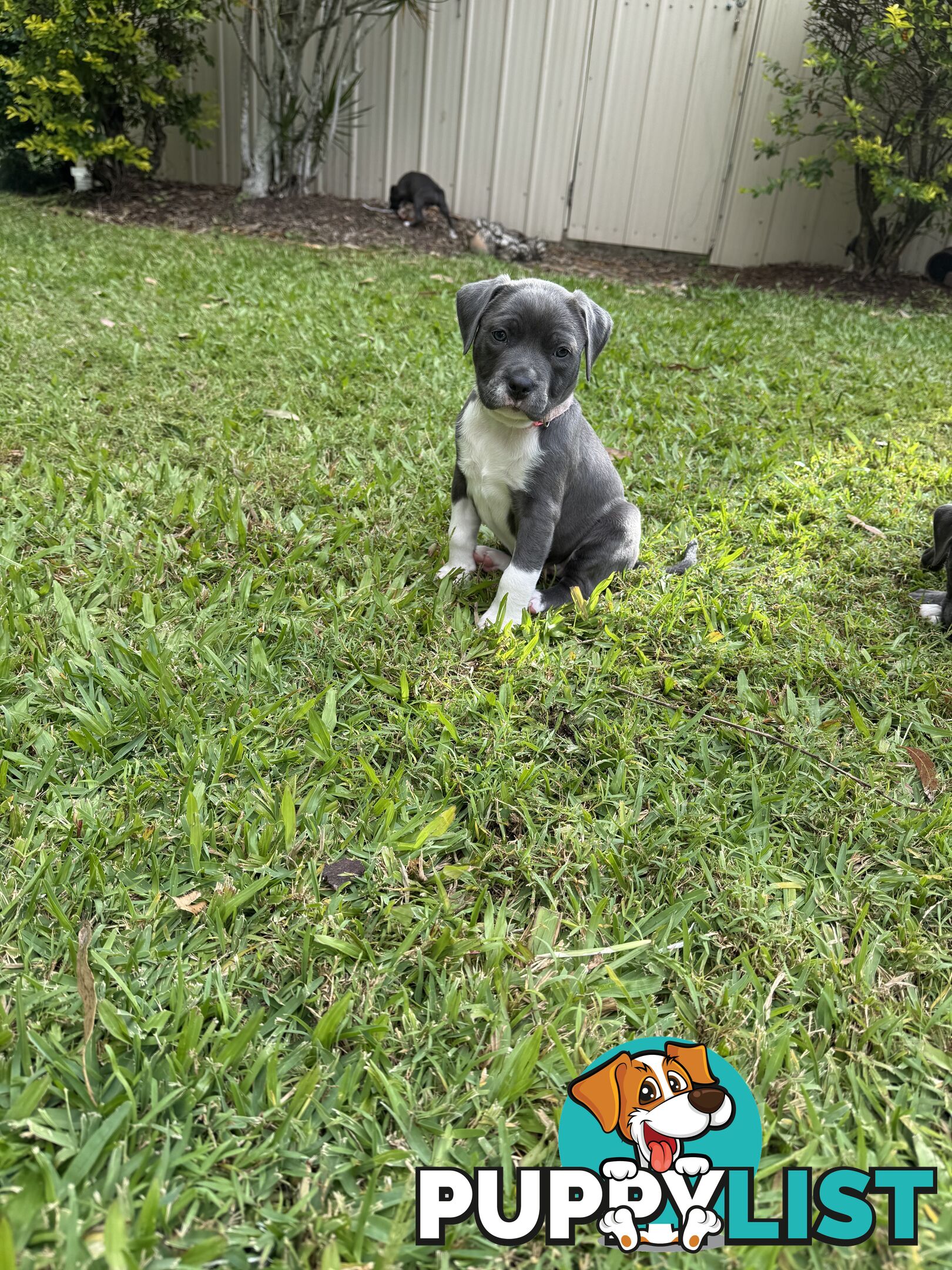Blue American Staffordshire Bull Terrier pups for sale