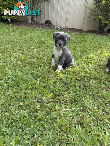 Blue American Staffordshire Bull Terrier pups for sale