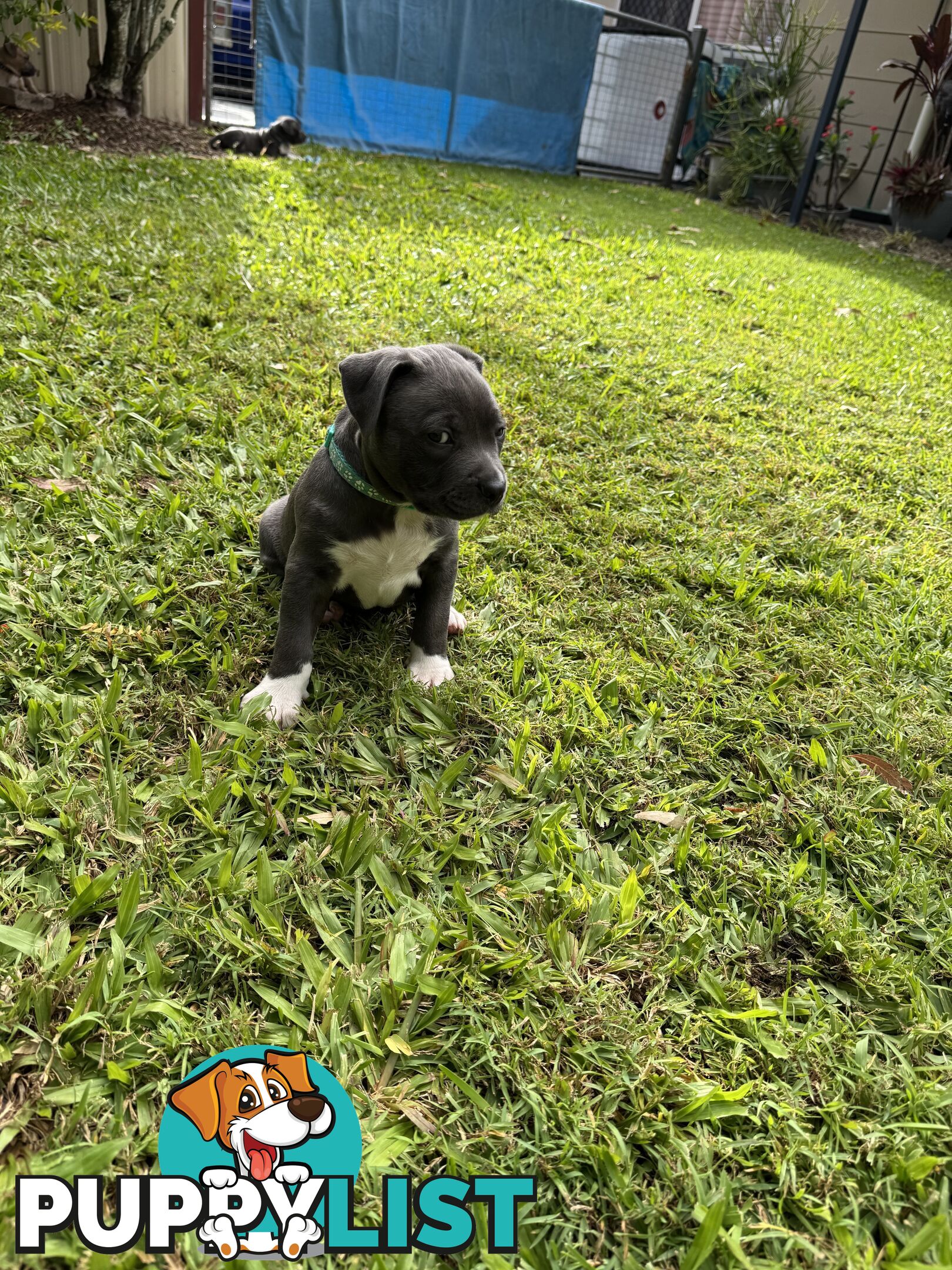 Blue American Staffordshire Bull Terrier pups for sale
