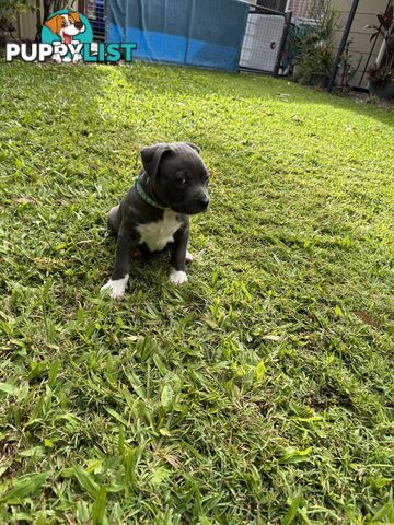 Blue American Staffordshire Bull Terrier pups for sale