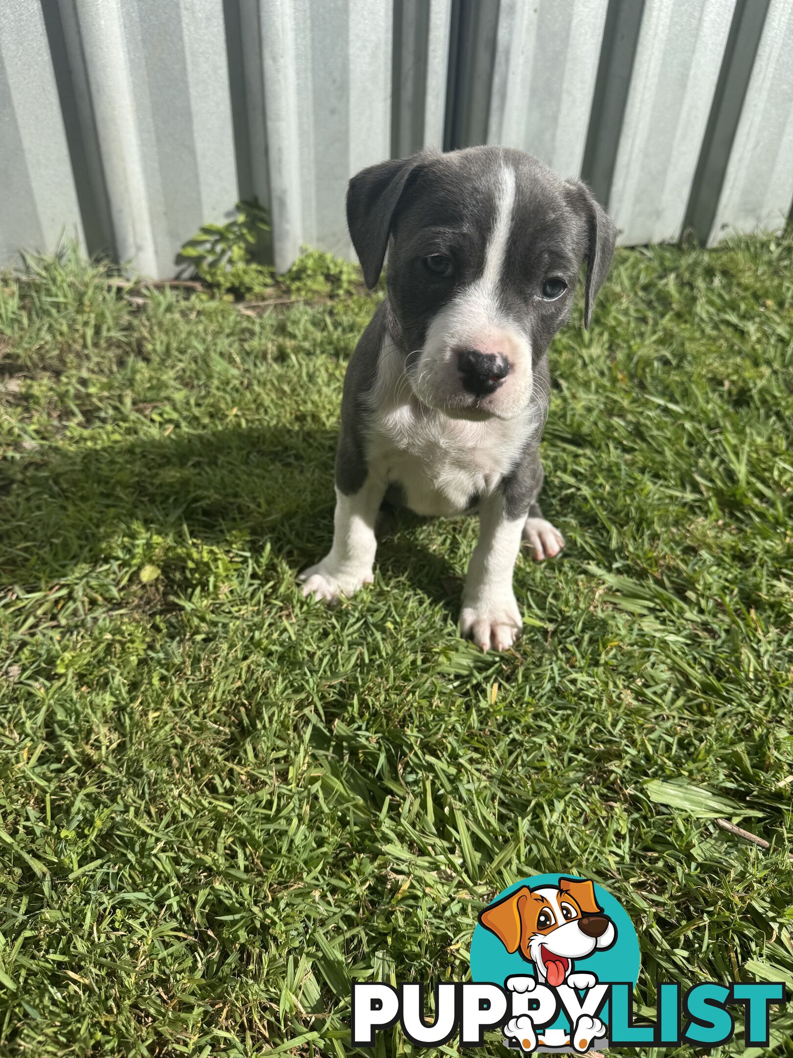 Blue American Staffordshire Bull Terrier pups for sale