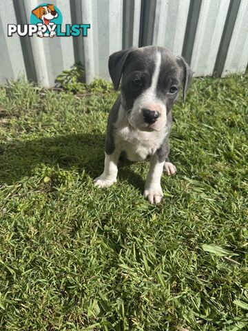 Blue American Staffordshire Bull Terrier pups for sale