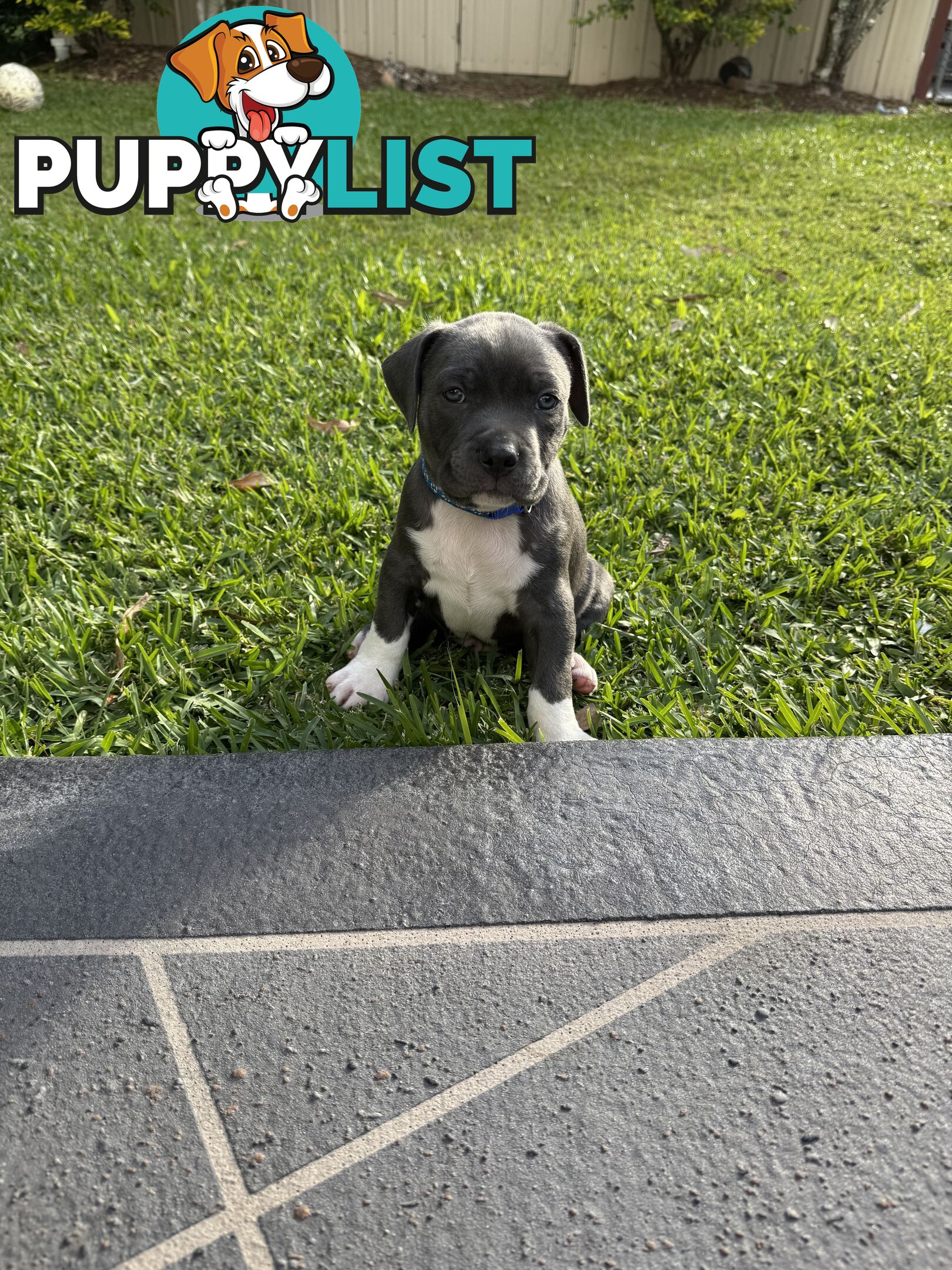 Blue American Staffordshire Bull Terrier pups for sale