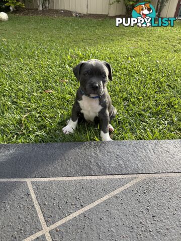 Blue American Staffordshire Bull Terrier pups for sale