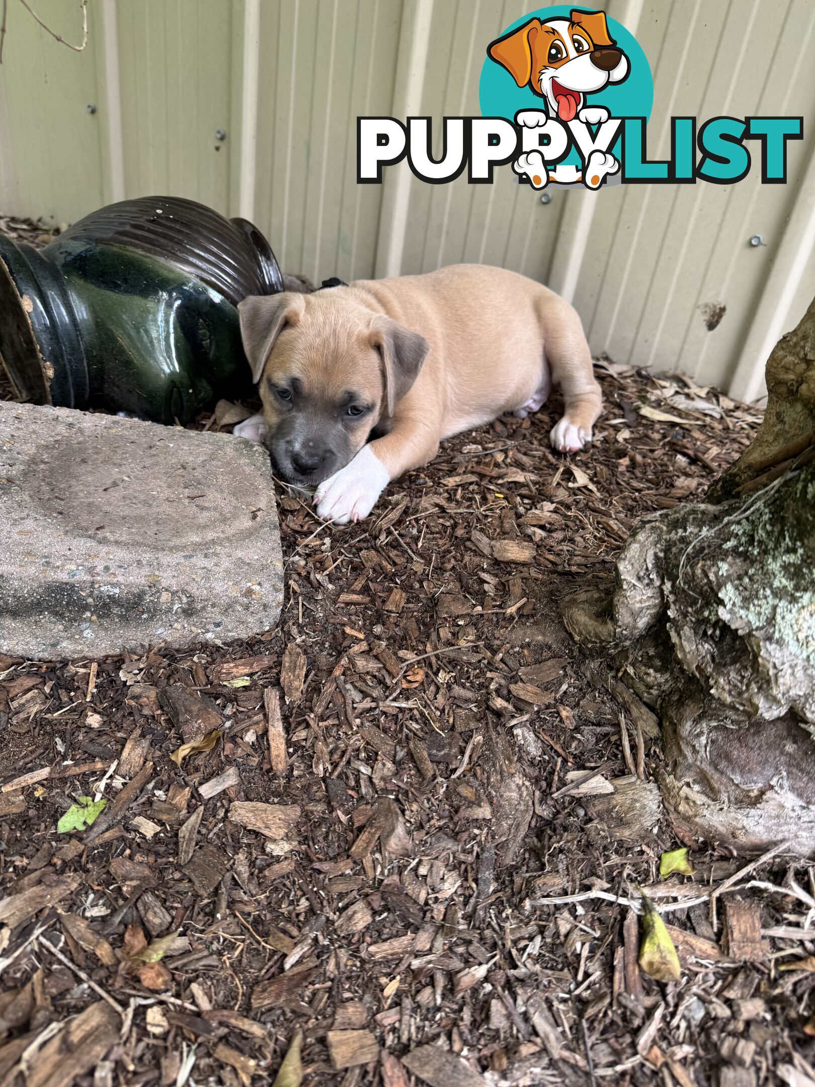 Blue American Staffordshire Bull Terrier pups for sale