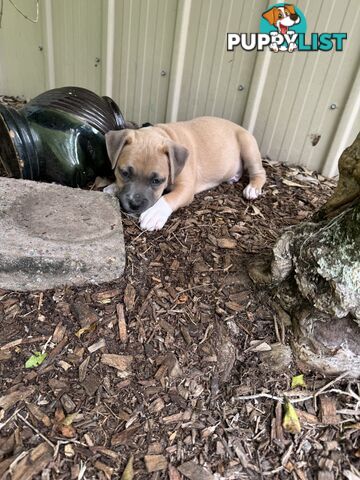 Blue American Staffordshire Bull Terrier pups for sale