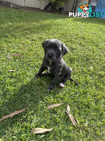 Blue American Staffordshire Bull Terrier pups for sale