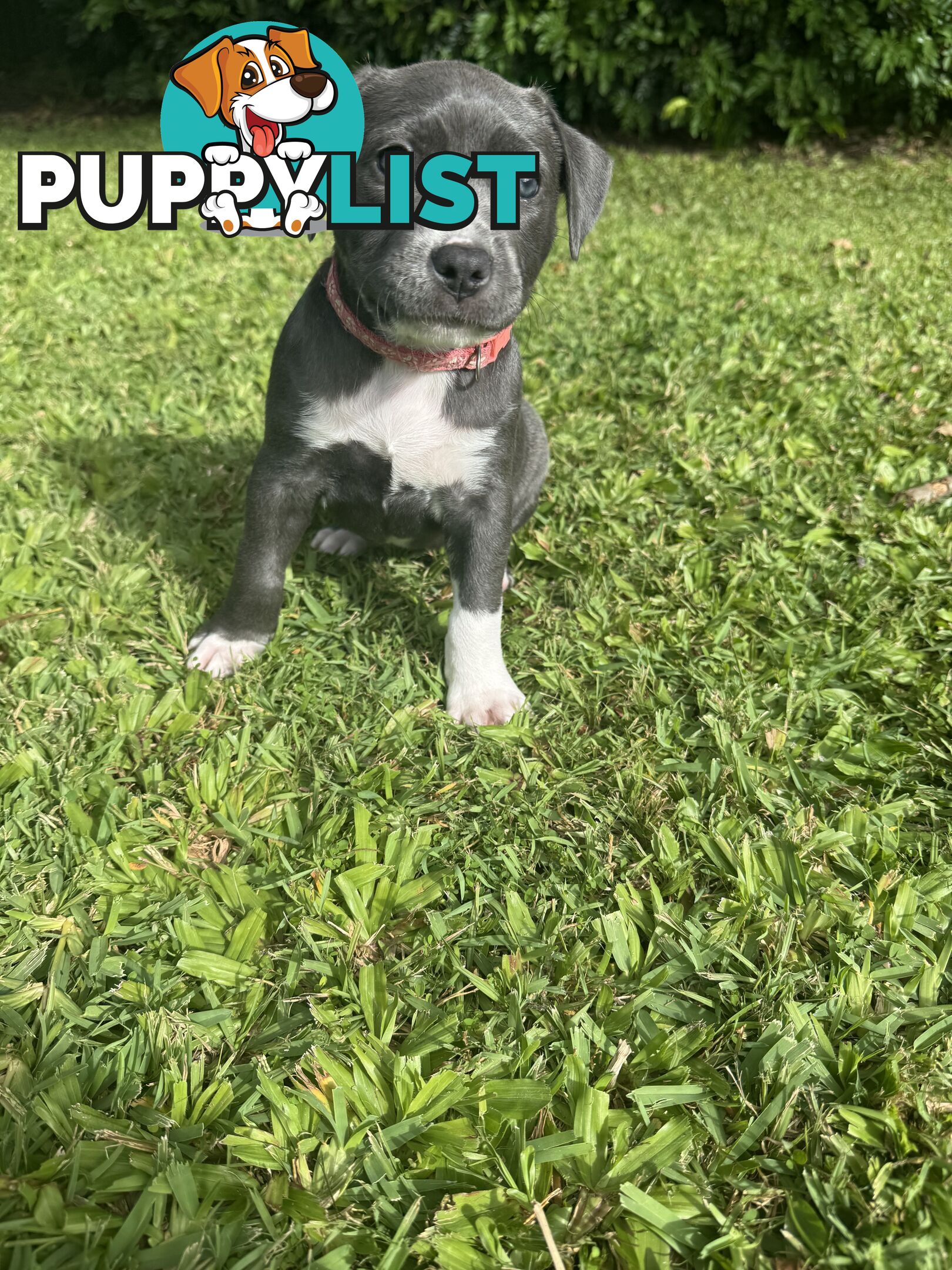 Blue American Staffordshire Bull Terrier pups for sale