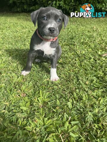 Blue American Staffordshire Bull Terrier pups for sale