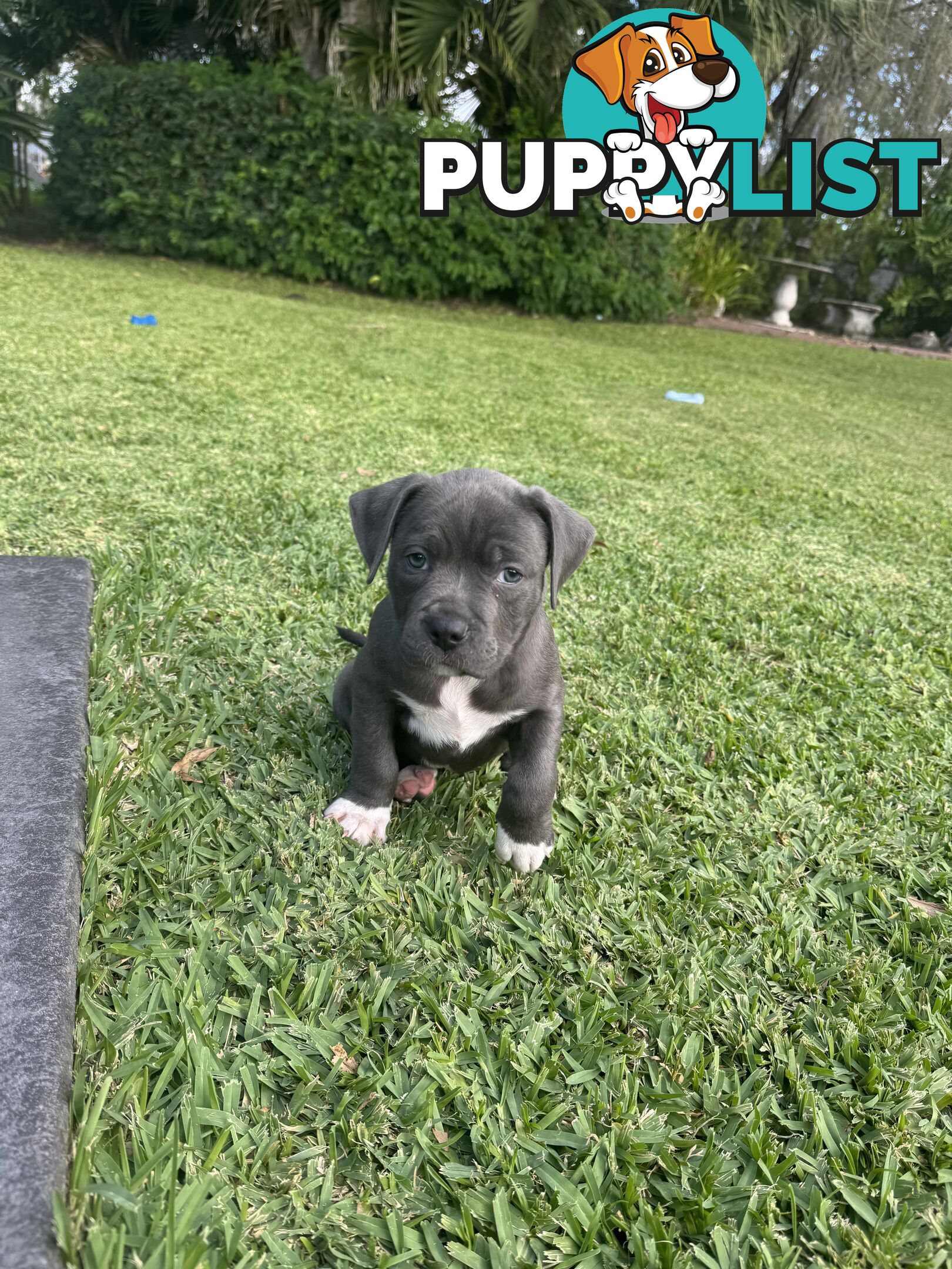 Blue American Staffordshire Bull Terrier pups for sale