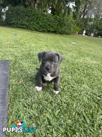 Blue American Staffordshire Bull Terrier pups for sale