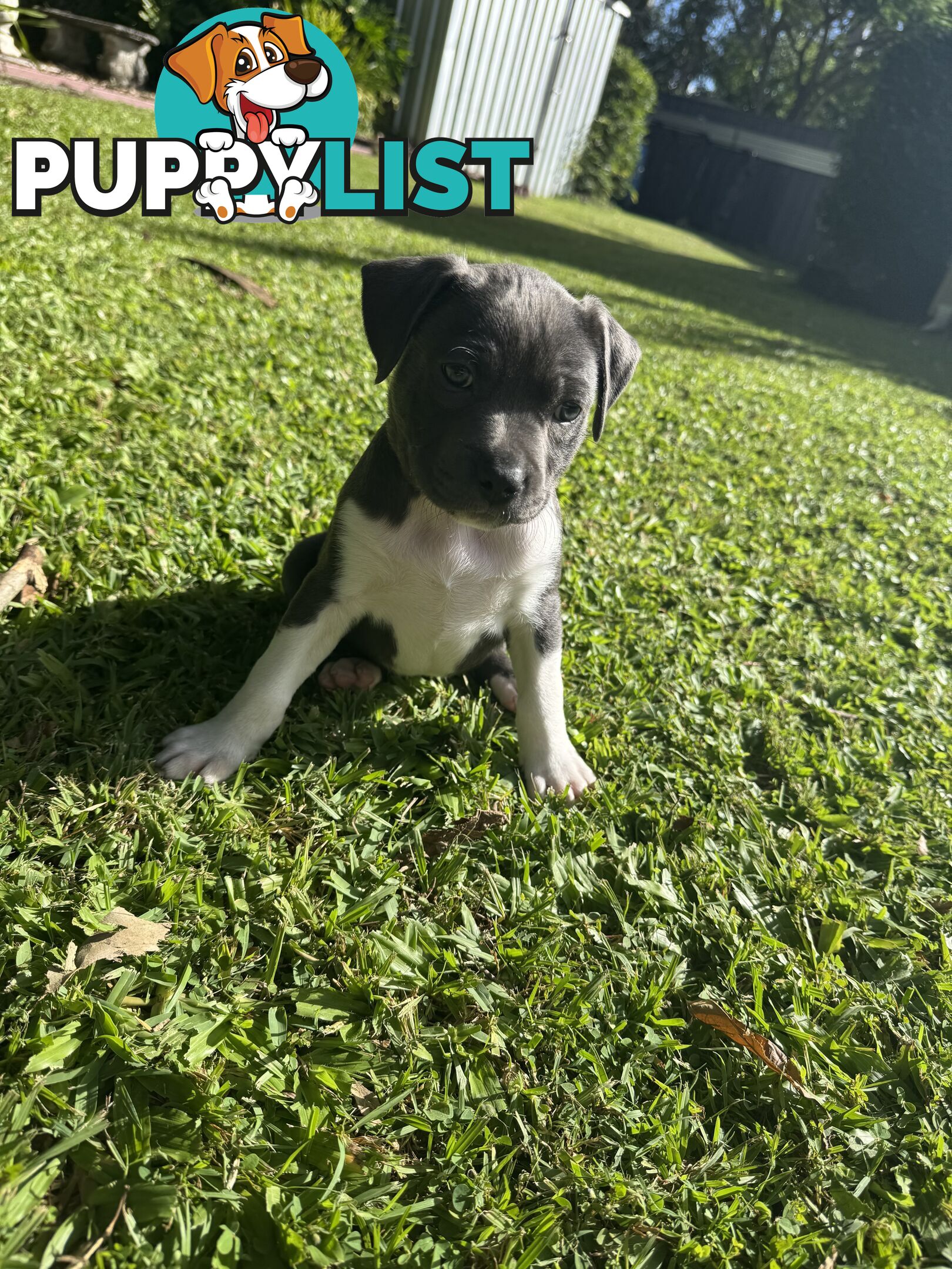 Blue American Staffordshire Bull Terrier pups for sale