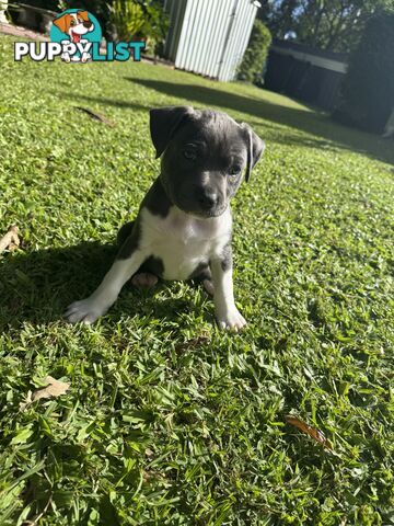 Blue American Staffordshire Bull Terrier pups for sale